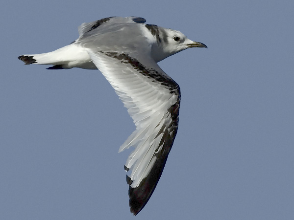 Pikkukajava, Black-legged Kittiwake, Rissa tridactyla